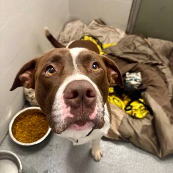 Pit Bull Terrier and Labrador Retriever Dogs Available for Adoption in Evansville, Indiana - Stefan | PetCurious