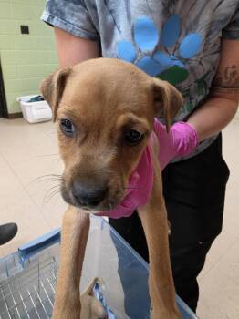 Nettle -  Jack Russell Terrier and Feist Dog for Adoption in Burnsville, North Carolina - Nettle | PetCurious
