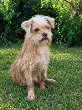 Eli -  Terrier Dog for Adoption in Helotes, Texas - Eli | PetCurious