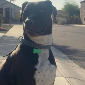 Rescue American Staffordshire Terrier Dogs for Adoption in Mesa, Arizona - Mesa | PetCurious