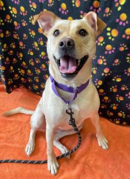 Labrador Retriever Dogs Available for Adoption - Ella | PetCurious