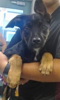 A476843 -  German Shepherd Dog Dog for Adoption in Oklahoma City, Oklahoma - A476843 | PetCurious