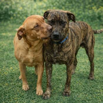 Mixed Breed Dogs Available for Adoption - Paisley | PetCurious