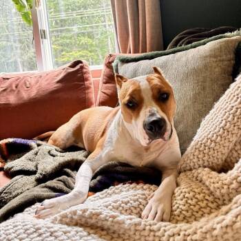 Pixie -  American Staffordshire Terrier and Mixed Breed Dog for Adoption in Houston, Texas - Pixie | PetCurious