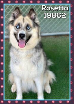 ROSETTA -  Alaskan Malamute and Australian Shepherd Dog for Adoption in Marietta, Georgia - ROSETTA | PetCurious