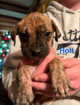 Labrador Retriever Dogs Available for Adoption - Holt (AL) | PetCurious