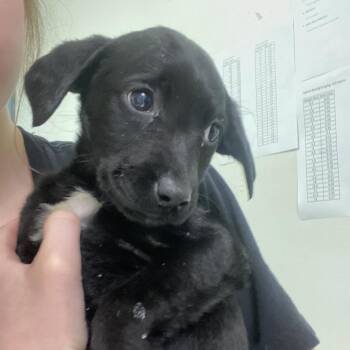 Mixed Breed Dogs Available for Adoption - Dr. Pepper | PetCurious