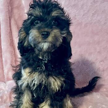 Cockapoo Dogs Available for Adoption - Toby  | PetCurious