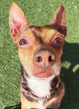 Chihuahua Dogs Available for Adoption in Norwalk, Connecticut - Chico | PetCurious