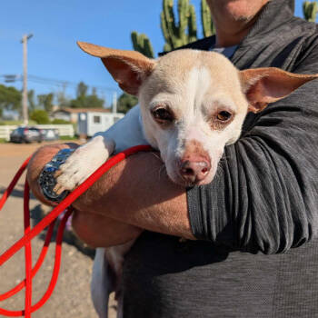 Rescue Chihuahua Dogs for Adoption in Ramona, California - Greenthumb | PetCurious