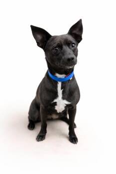 Jack Russell Terrier Dogs Available for Adoption - Timmy | PetCurious