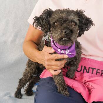 MILO -  Miniature Poodle and Maltese Dog for Adoption in Richmond, California - MILO | PetCurious