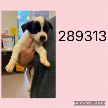 CAYLEE -  Mixed Breed Dog for Adoption in Macon, Georgia - CAYLEE | PetCurious