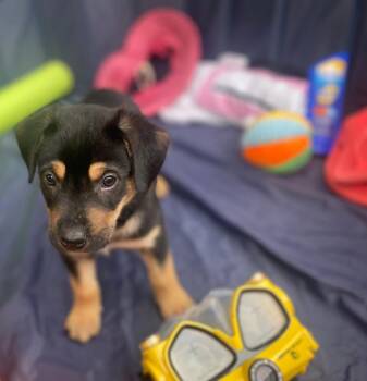 26-047 Eddie -  Mixed Breed Dog for Adoption in Richardson, Texas - 26-047 Eddie | PetCurious