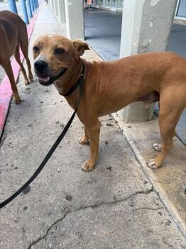 KEN -  American Staffordshire Terrier Dog for Adoption in San Antonio, Texas - KEN | PetCurious