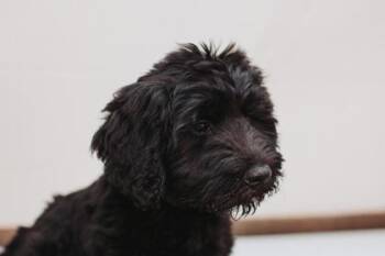 Standard Poodle and Mixed Breed Dogs Available for Adoption in North Charleston, South Carolina - 91874a Botox | PetCurious