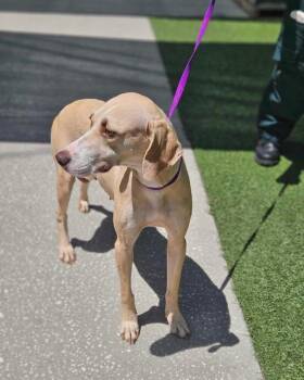 Hound Dogs Available for Adoption in Lakeland, Florida - Jules | PetCurious