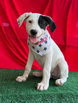Boone (New Hampshire) -  Pointer and Hound Dog for Adoption in VERNON ROCKVL, Connecticut - Boone (New Hampshire) | PetCurious