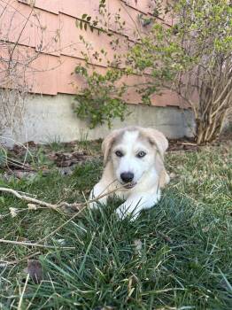 Nova -  Great Pyrenees and Border Collie Dog for Adoption in Denver, Colorado - Nova | PetCurious