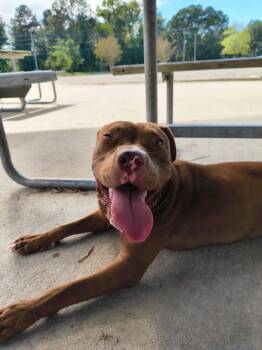 Honey -  American Staffordshire Terrier and Terrier Dog for Adoption in Holly Springs, North Carolina - Honey | PetCurious
