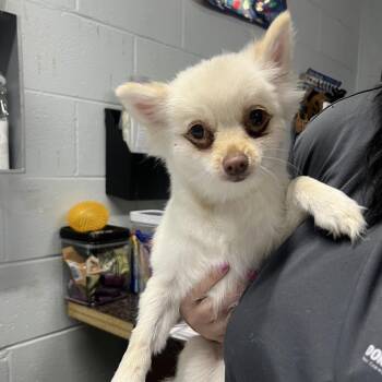 Pomeranian Dogs Available for Adoption - Wrenlee | PetCurious