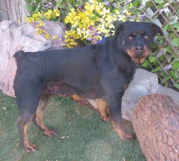 Rottweiler Dogs Available for Adoption - TASHA | PetCurious