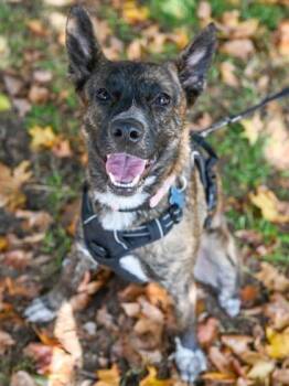 Rescue Mixed Breed Dogs for Adoption in Chamblee, Georgia - Wren | PetCurious