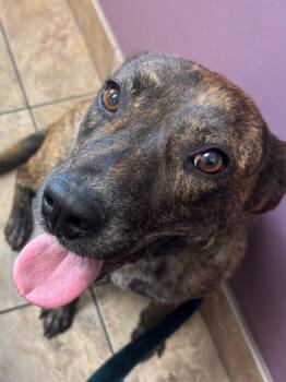 Dahlia -  Shepherd and Boxer Dog for Adoption in Winnipeg, Manitoba - Dahlia | PetCurious
