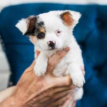 Chihuahua Dogs Available for Adoption in Zionsville, Indiana - Padme | PetCurious