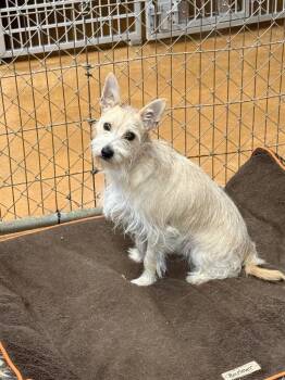 Pepe -  Terrier and Mixed Breed Dog for Adoption in Thayne, Wyoming - Pepe | PetCurious