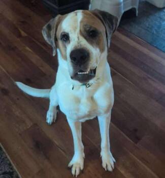 Saint Bernard and Great Dane Dogs Available for Adoption in Albany, New York - George (1 Year Old)  | PetCurious