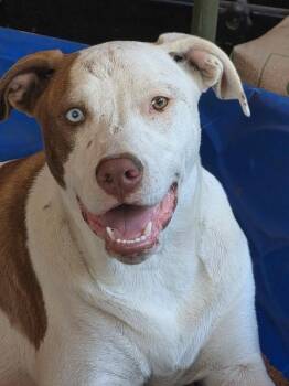 Joel Tigre With The Dreamy Eyes -  Pit Bull Terrier and Labrador Retriever Dog for Adoption in Friendswood, Texas - Joel Tigre With The Dreamy Eyes | PetCurious