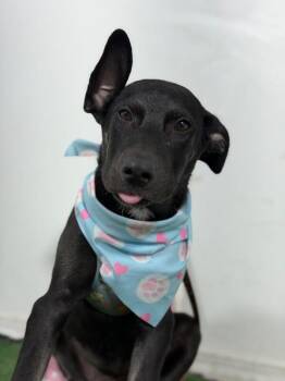 Princess Belle-One of our Amazing Rescue Dogs -  Australian Kelpie and Whippet Dog for Adoption in Carlsbad, California - Princess Belle-One Of Our Amazing Rescue Dogs | PetCurious