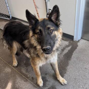 110085 -  Mixed Breed Dog for Adoption in Las Cruces, New Mexico - 110085 | PetCurious