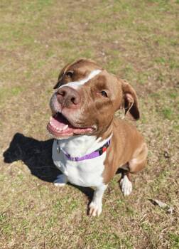 Pit Bull Terrier Dogs Available for Adoption in Oconto, Wisconsin - Novah | PetCurious