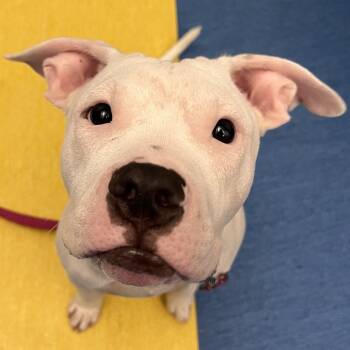Steve -  Mixed Breed Dog for Adoption in Pittsburgh, Pennsylvania - Steve | PetCurious