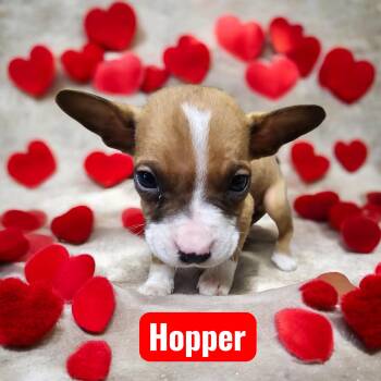Boxer Dogs Available for Adoption - Hopper | PetCurious