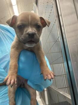 A804989 -  American Staffordshire Terrier Dog for Adoption in San Antonio, Texas - A804989 | PetCurious