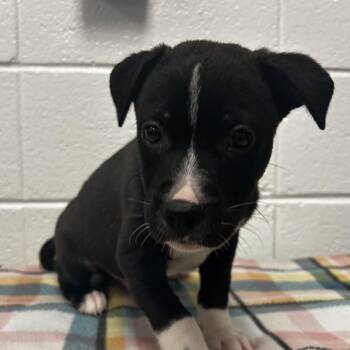 Walla Walla -  Mixed Breed Dog for Adoption in Spruce Pine, North Carolina - Walla Walla | PetCurious