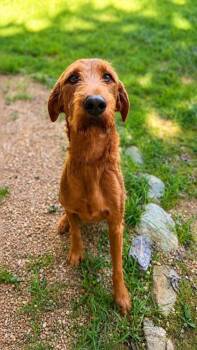 Red -  Standard Poodle and Mixed Breed Dog for Adoption in Dahlonega, Georgia - Red | PetCurious