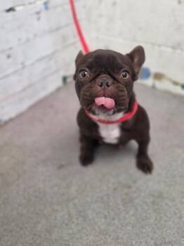 MOCHI -  French Bulldog Dog for Adoption in San Bernardino, California - MOCHI | PetCurious