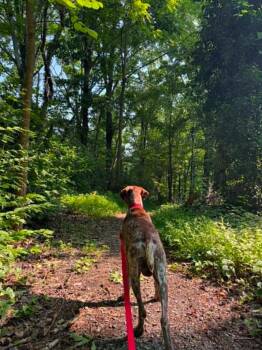 Walker -  Labrador Retriever Dog for Adoption in Chattanooga, Tennessee - Walker | PetCurious