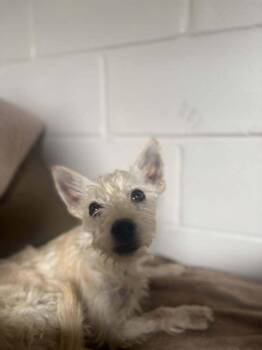 Terrier Dogs Available for Adoption in San Leon, Texas - June | PetCurious