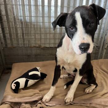 Ollie -  Mixed Breed Dog for Adoption in Moab, Utah - Ollie | PetCurious