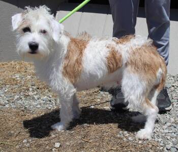 Terrier and Mixed Breed Dogs Available for Adoption in Vacaville, California - Hilton | PetCurious