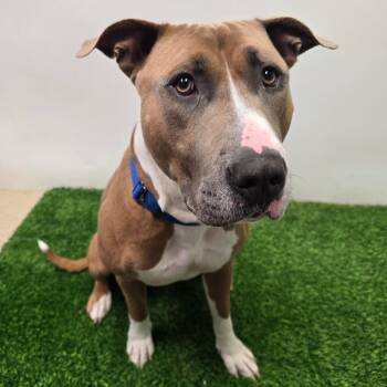 Pit Bull Terrier Dogs Available for Adoption in Columbia, Missouri - Renly | PetCurious