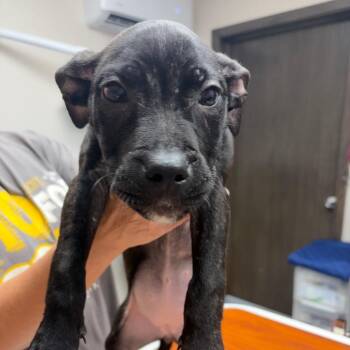 Foster will name -  Mixed Breed Dog for Adoption in Bismarck, North Dakota - Foster Will Name | PetCurious