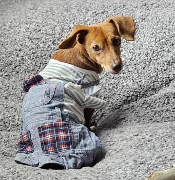 Rescue Dachshund Dogs for Adoption in Centerville, Georgia - Jena | PetCurious