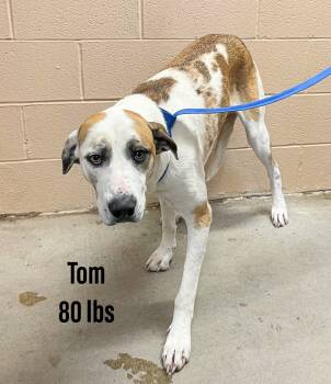 Rescue Hound and Great Dane Dogs for Adoption in Clearfield, Kentucky - Tom | PetCurious