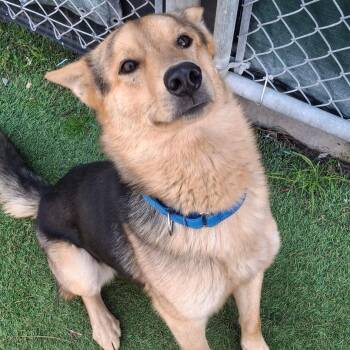 Shepherd Dogs Available for Adoption - Coy | PetCurious
